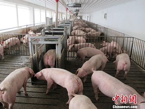 资料图：养殖生猪。 中新社记者 林浩 摄