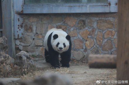 北京動物園一大熊貓翻牆越獄北京動物園大熊貓萌蘭越獄