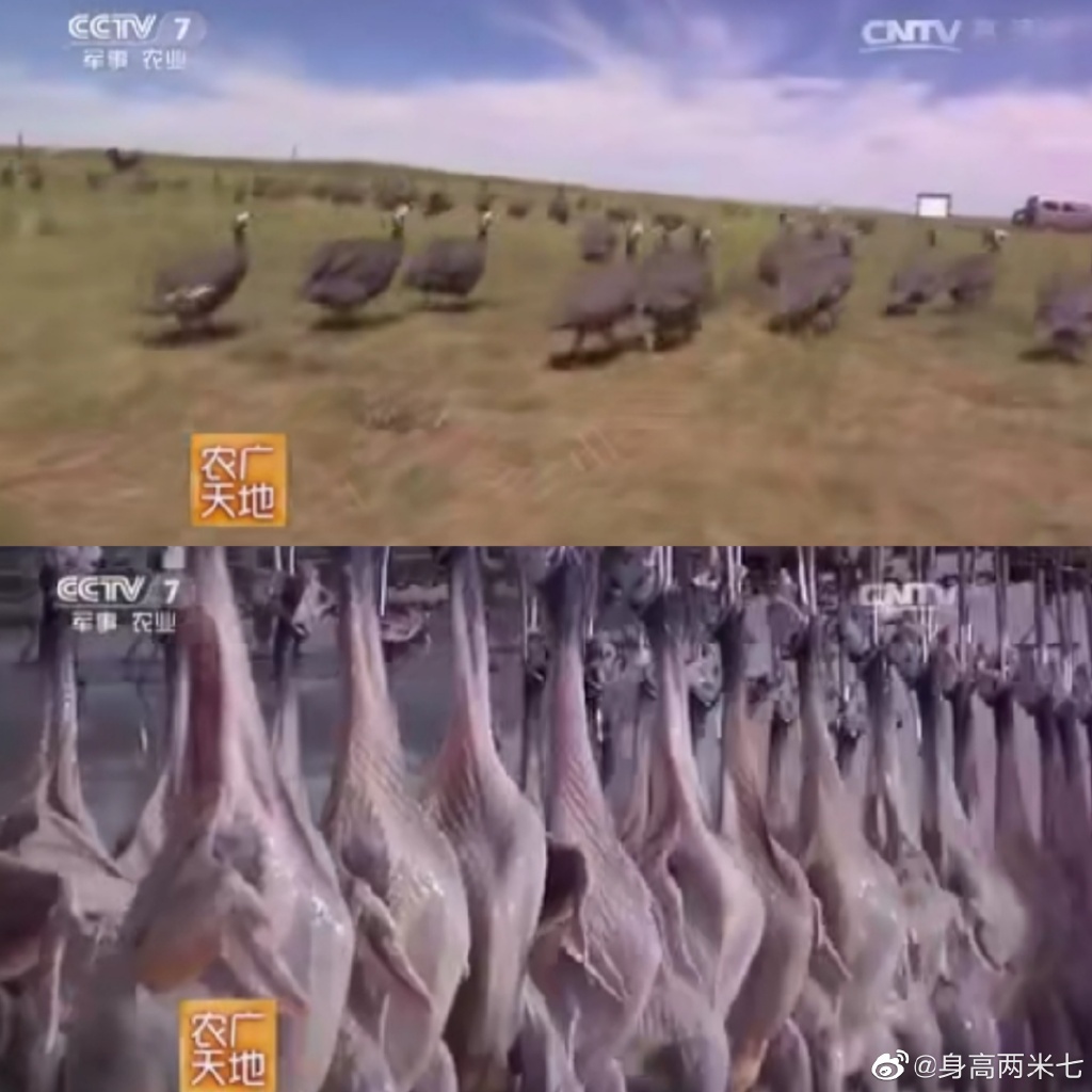新疆5000只战斗鸡灭蝗虫是怎么回事 新疆5000只战斗鸡灭蝗虫视频
