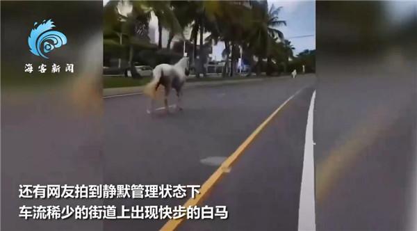 三亚街上白马奔跑是怎么回事，关于三亚街上白马奔跑视频的新消息。