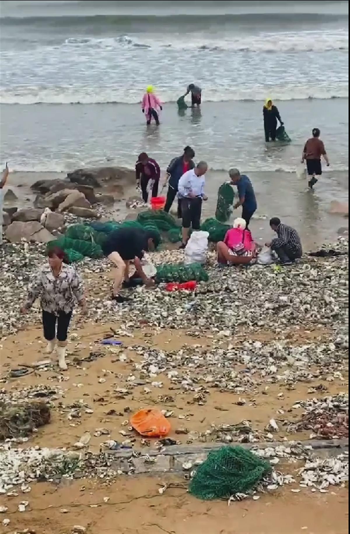 台风过后青岛海滩上尽是海鲜,青岛台风海边