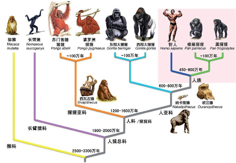 我国科学家证实人类是从鱼进化来的