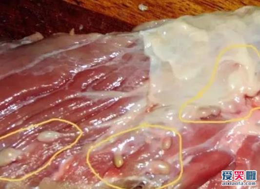 3,正常的猪肉肥肉与瘦肉的分界是很明显的,而淋巴肉与瘦肉的分界线并