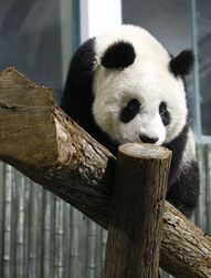上海动物园有几只大熊猫
