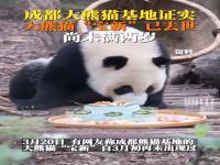 熊猫“宝新”在成都去世 未满2岁,究竟是怎么一回事?