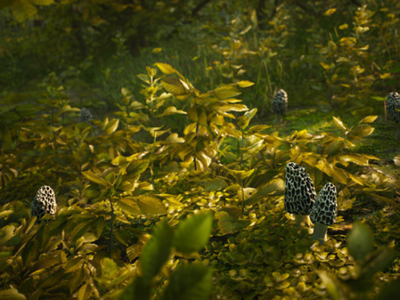 Morels: The Hunt İͼ