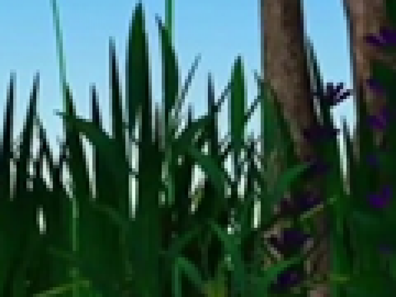 ţģ 