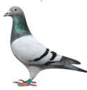 Ÿ