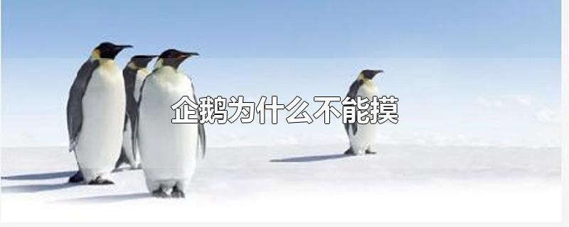 Ϊʲô