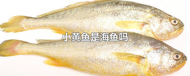СǺ
