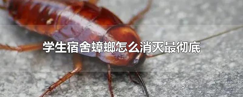 ѧô