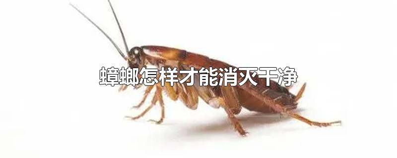 ɾ