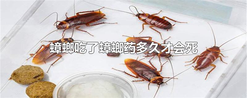 ҩòŻ