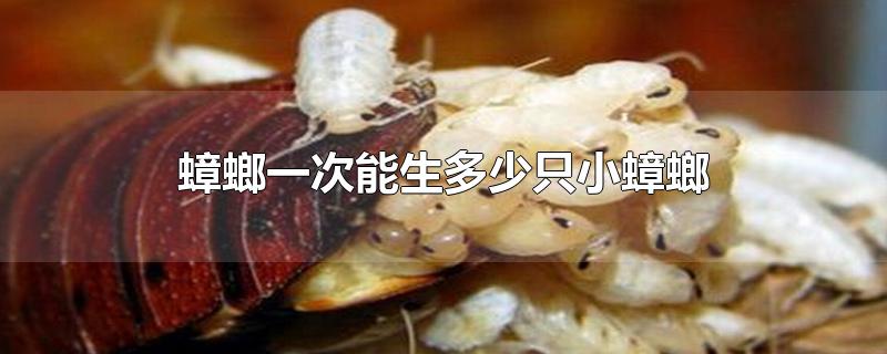 һֻС