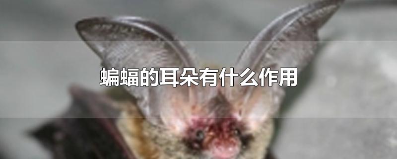 Ķʲô