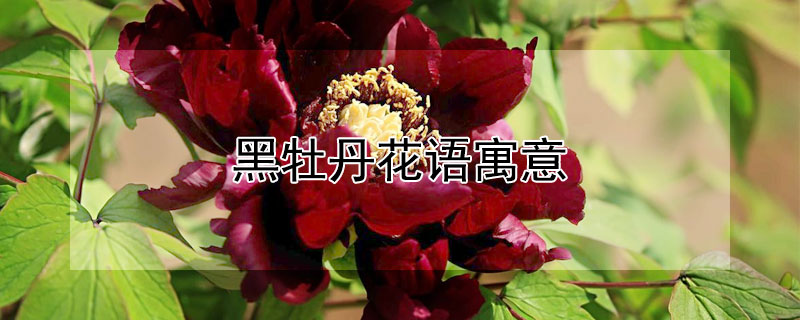 ĵԢ⣨ĵʲôԢ⣿ʺʲôˣ
