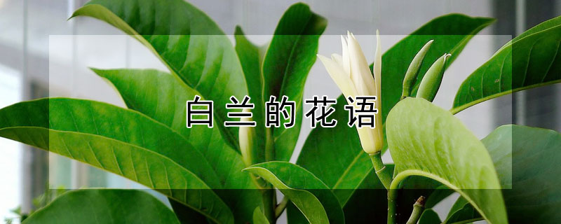 Ļﺬ壨Ԣ⣩