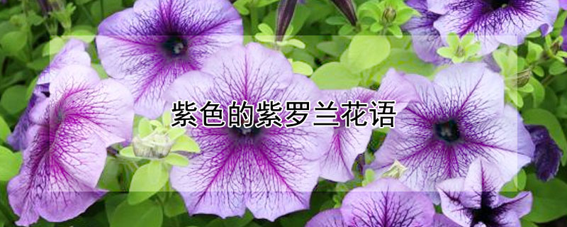ɫɫԢ⣩