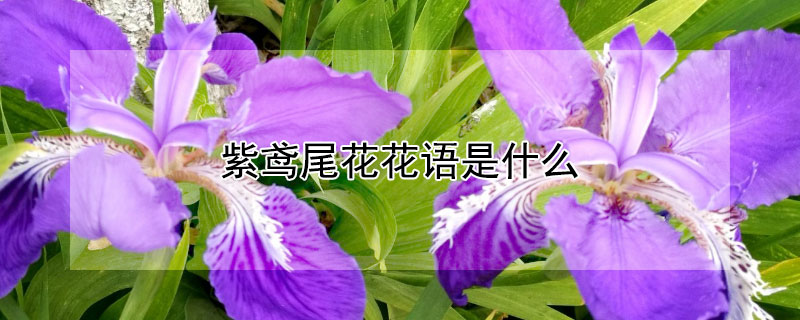 βʲôβЩ壩