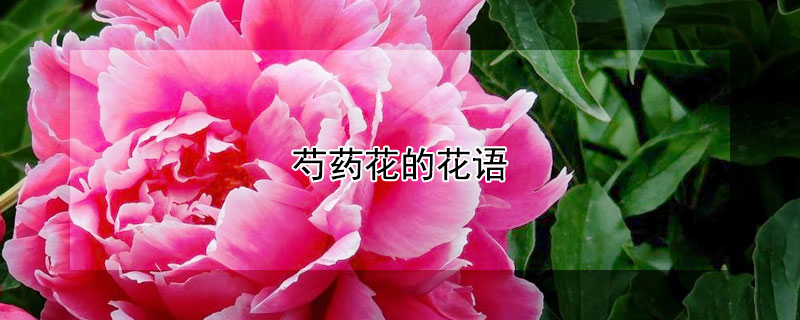 ҩĻﺬ