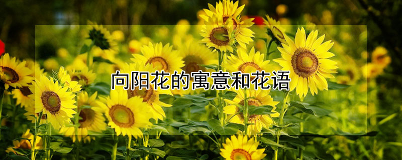 ԢͻЩ壩