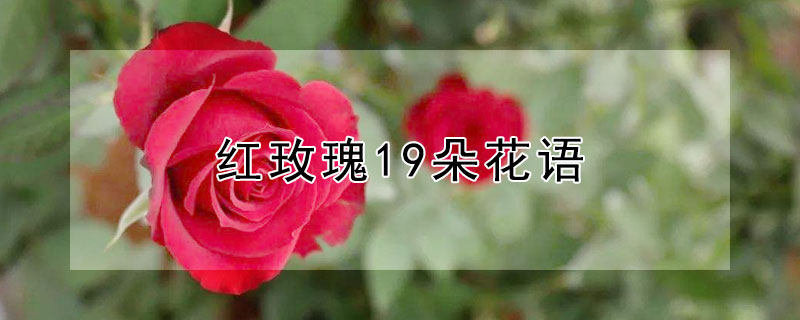 õ19仨