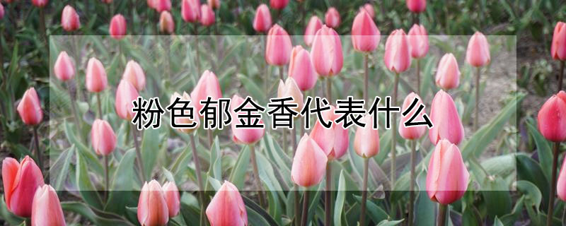 ɫʲôɫĻʲô