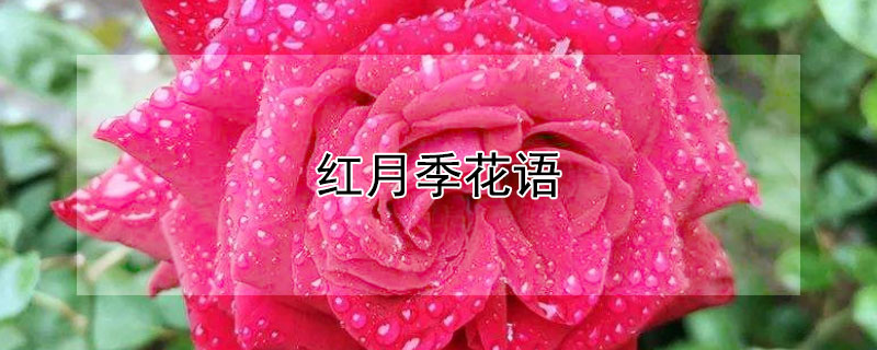 ¼¼Ԣ⣬͸ʲôˣ