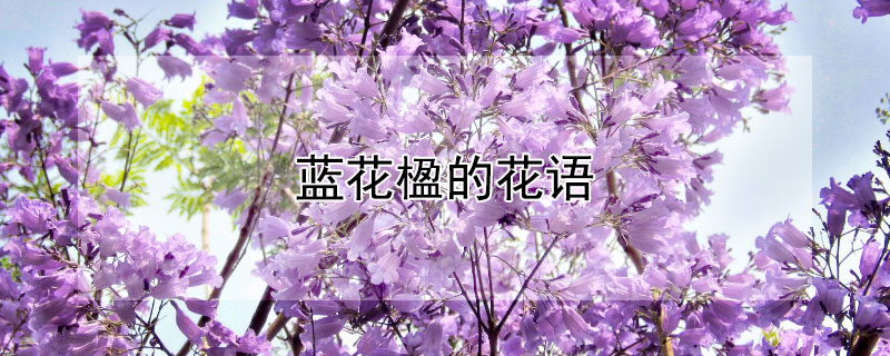 麵Ļ麵Ԣ⣩