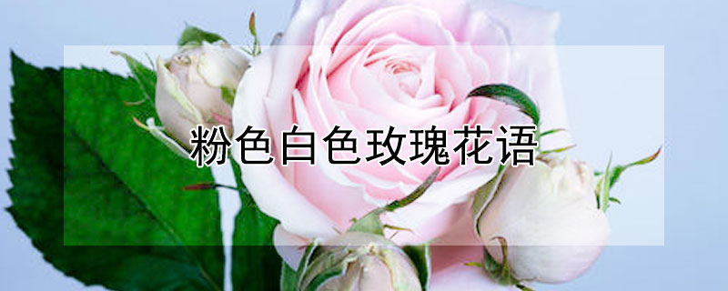 ɫɫõ廨ɫɫõԢ⣩