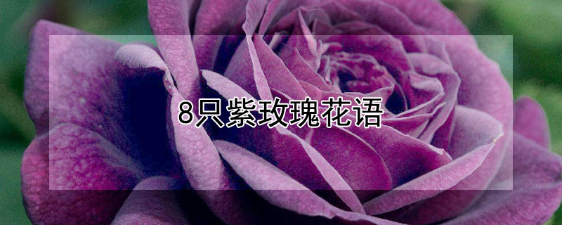 8ֻõ廨