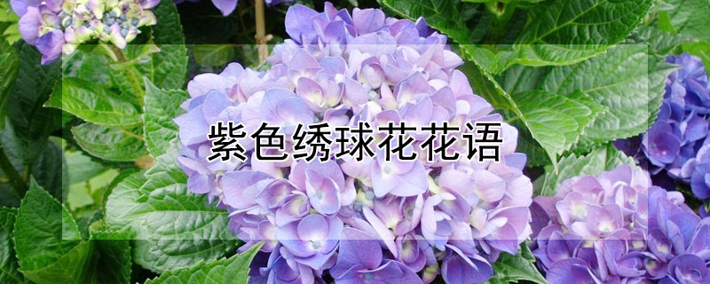 ɫ򻨻ɫʲô壩