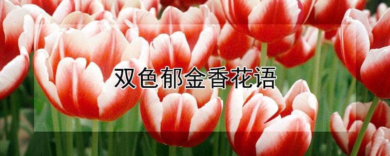 ˫ɫ㻨˫ɫʲô壩