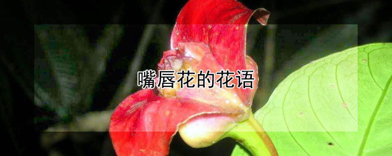 촽Ļ촽ʲôԢ⣿