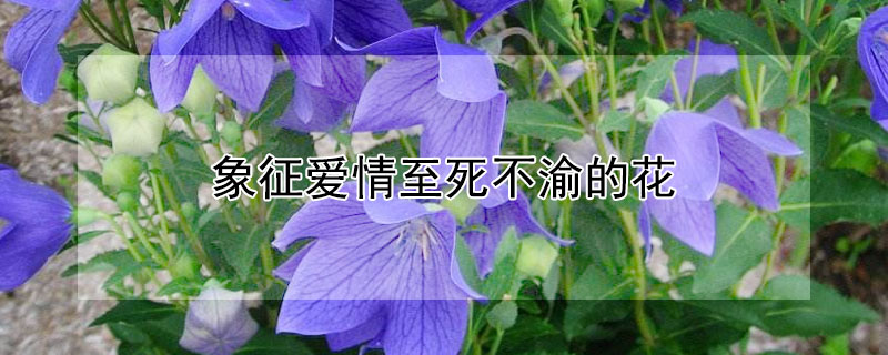 Ļʲô壩