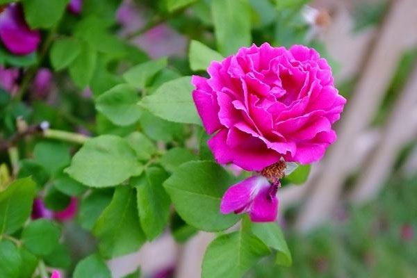 紫薔薇的花語,紫薔薇有什麼寓意?-多特圖文教程