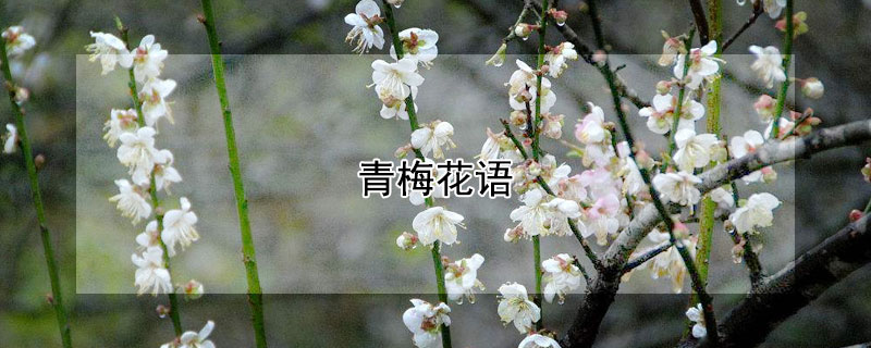÷ﺬʲô