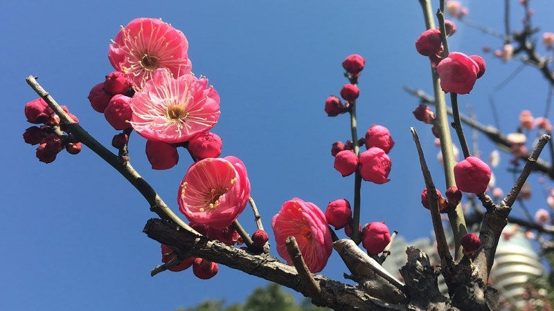 花中四君子的象徵意義