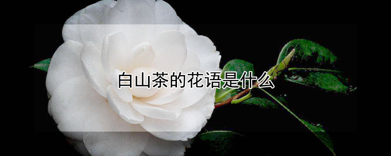 ɽĻﺬʲô͸ʲôˣ