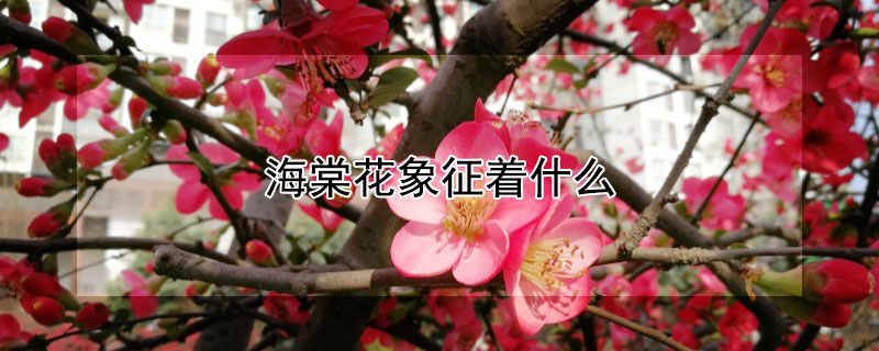 Ļʲô壿