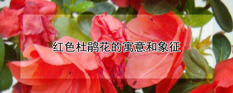 ɫž黨Ԣʲô