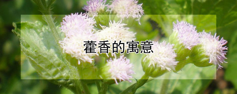 ޽Ԣʲôʺ͸ʲôˣ