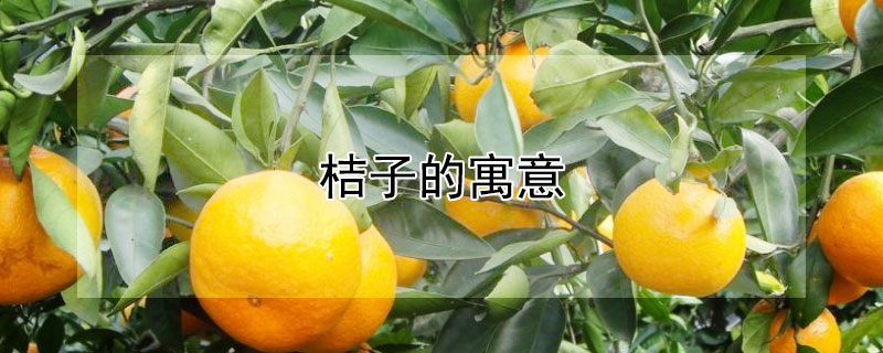ӵԢʲôЩ壿