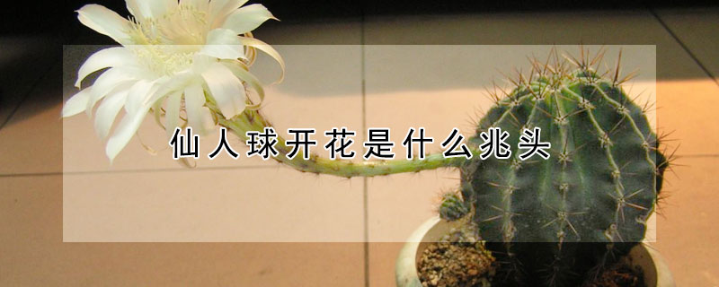仙人球开花是什么兆头？仙人球开花有什么寓意？