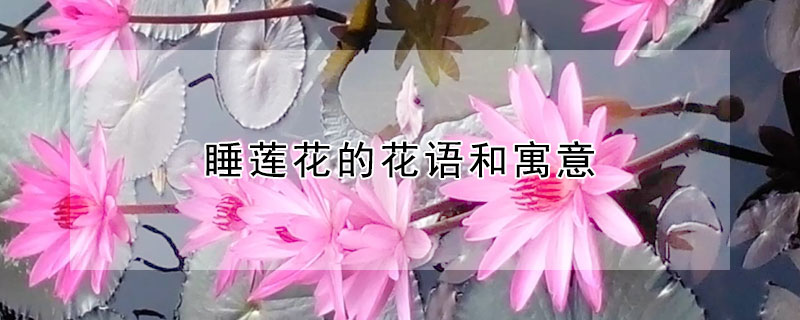 ˯ĻԢ