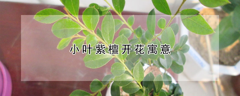 СҶ̴ʲôԢ⣿