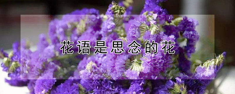 ˼ĻЩ?