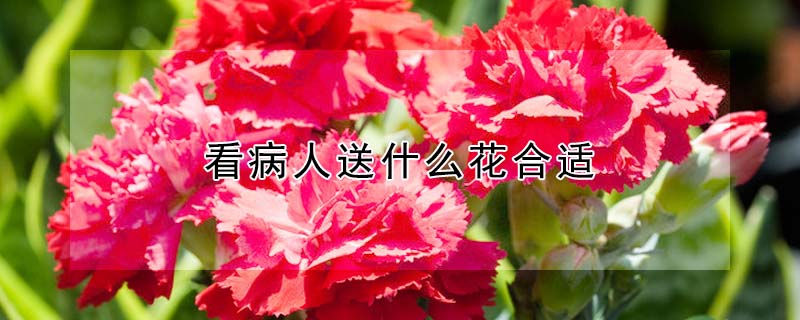 ʲôʣ˿Щ䣩