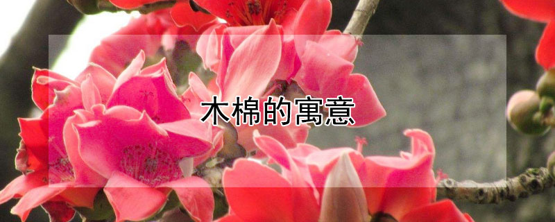ľ޵Ԣ⣨ľЩ壩