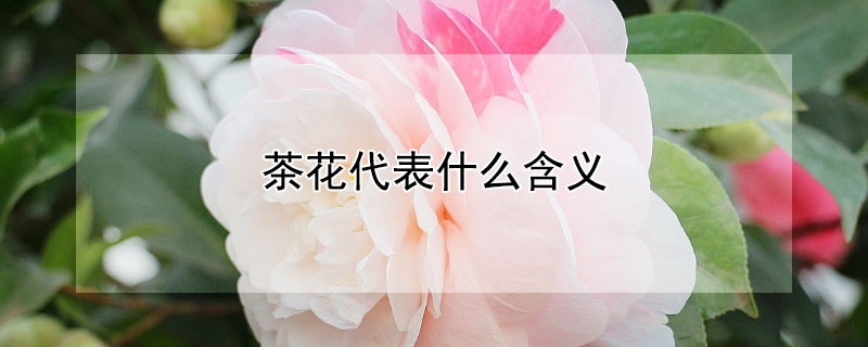 軨ʲô壨軨ЩԢ⣩